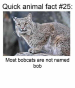 1777623320913.png