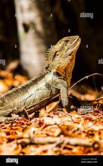 australian-wildlife-portrait-on-a-eastern-water-dragon-lizard-sunbaking-in-a-woodlands-litterf...jpg